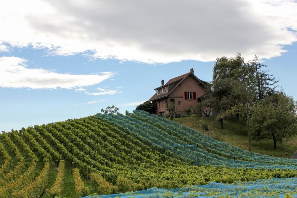 lavaux-wine-region-Lavaux-Vineyards